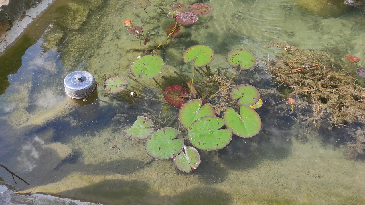 01.11 - IMG_20220615_152525 (Czesio1)