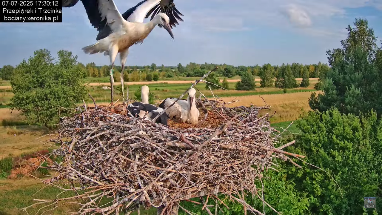 07072025bociany48