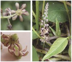 Lardizabalacea