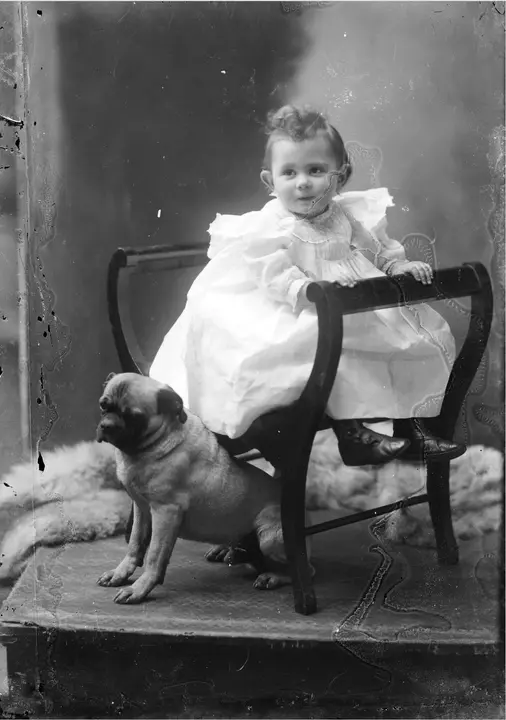 pug