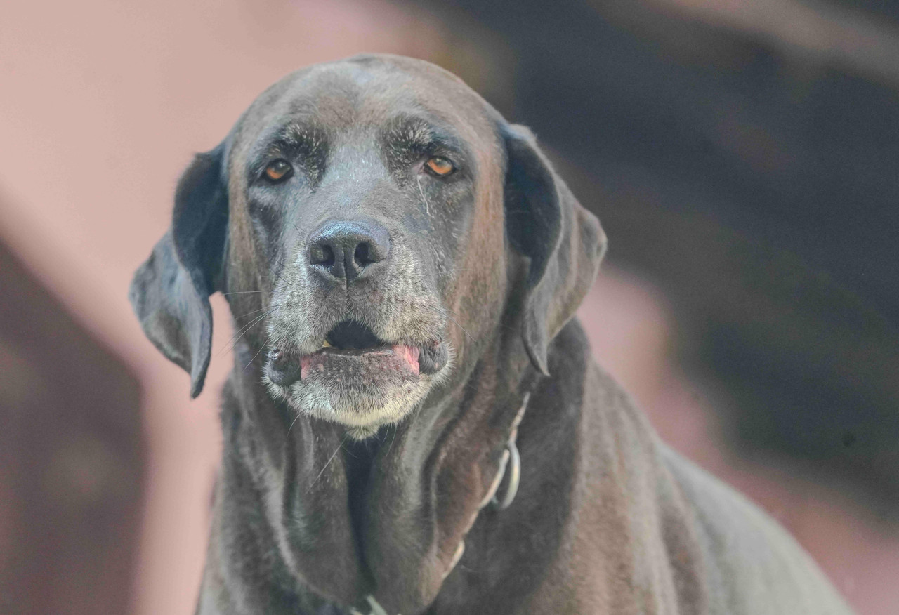 Arthrose canine : prise en charge pluridisciplinaire. Vers une approche intégrée de la douleur chronique chez le chien