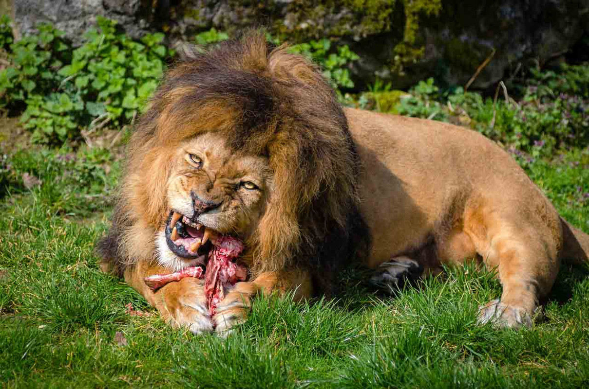 Lion-eating