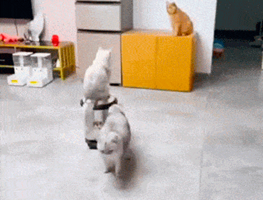 42.gif