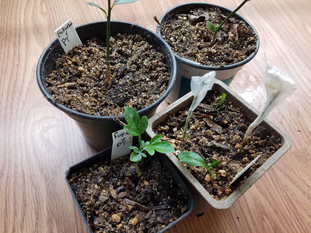 fukushuXPT_seedlings1