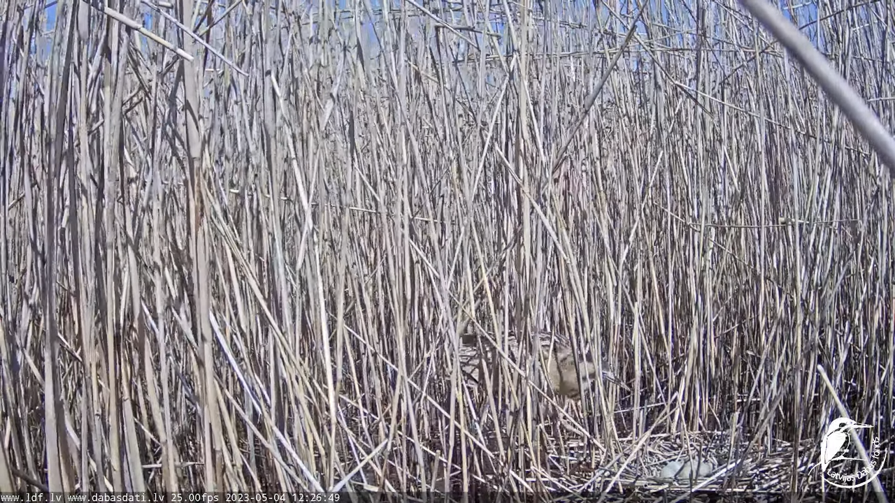 Lielais dumpis (Botaurus stellaris) Engurē - LDF tiešraide 11-32-59 screenshot