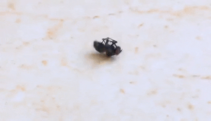C01-C71-E1-ABFB-4257-977-F-D2927-D07-B79-F.gif