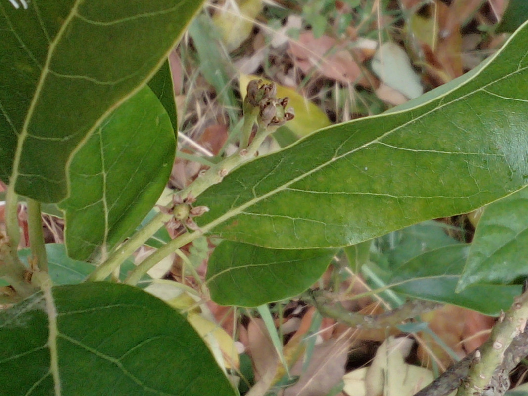 DSC_0308_resized_20190614_101817332