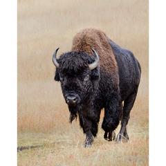 bull-bison.jpg