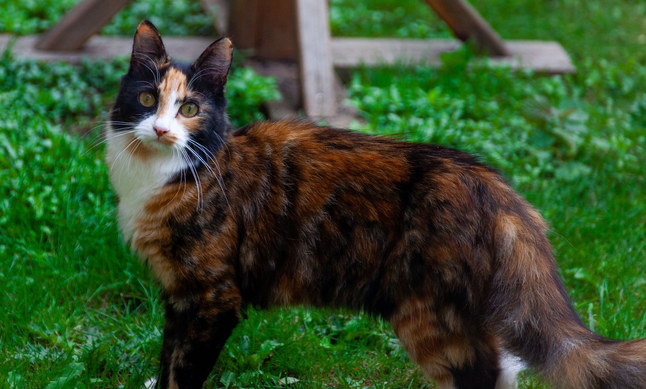 Cat-2.jpg