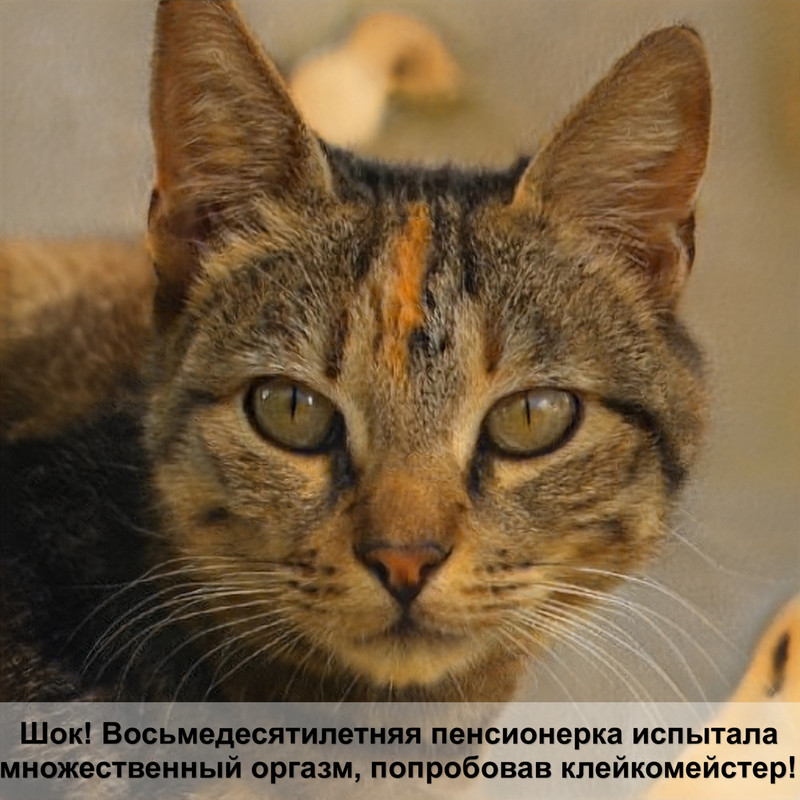 сколько стоит шотландская кошка