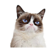 070027-C8-56-CF-49-F5-80-B7-6-C919360-A63-F.png