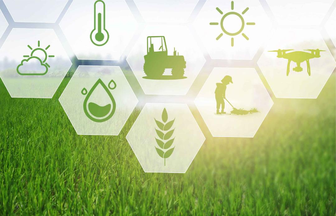 Backend Developer at Lotus Agriculture Company – Amirmahdi Asadi