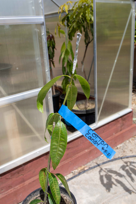 8U1A9169  Cotton Candy Mango Graft to Ataulfo Seeling (4-15-2021)