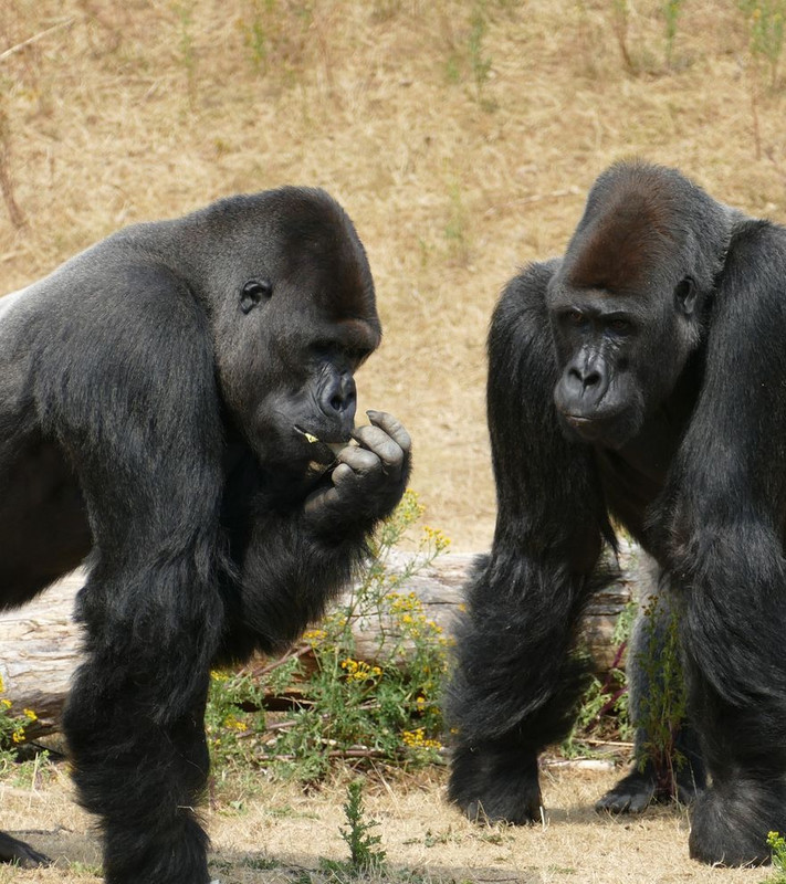 I gorilla sviluppano un suono per comunicare con gli umani