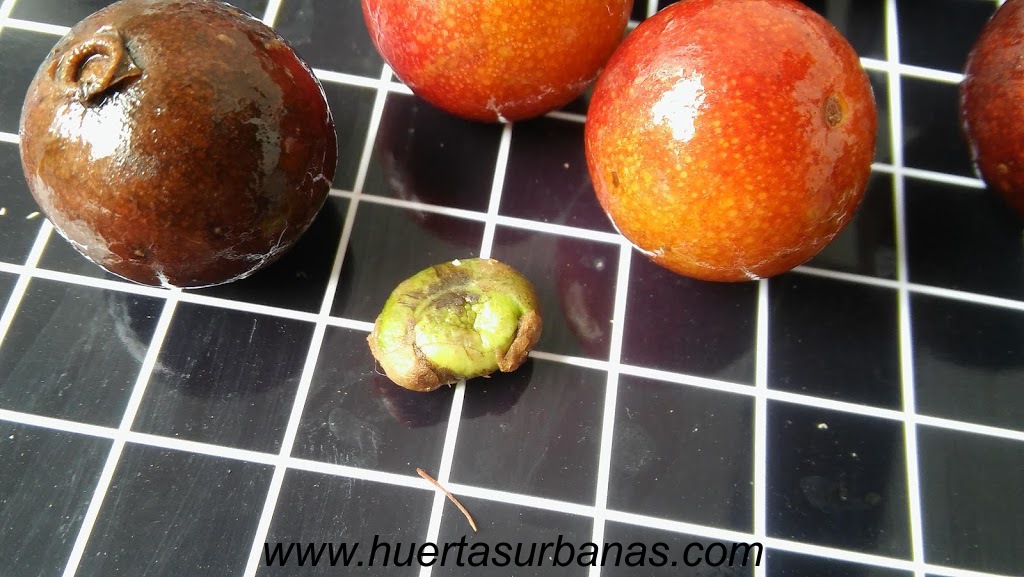 huertasurbanas_com_20181109_091847Myrciaria_sp_paraguay_cerrado-