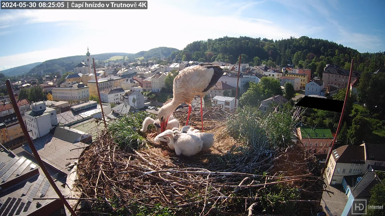 Tiešraidē no stārķa ligzdas uz alus darītavas skursteņa Trutnovā 13-32-30 screenshot