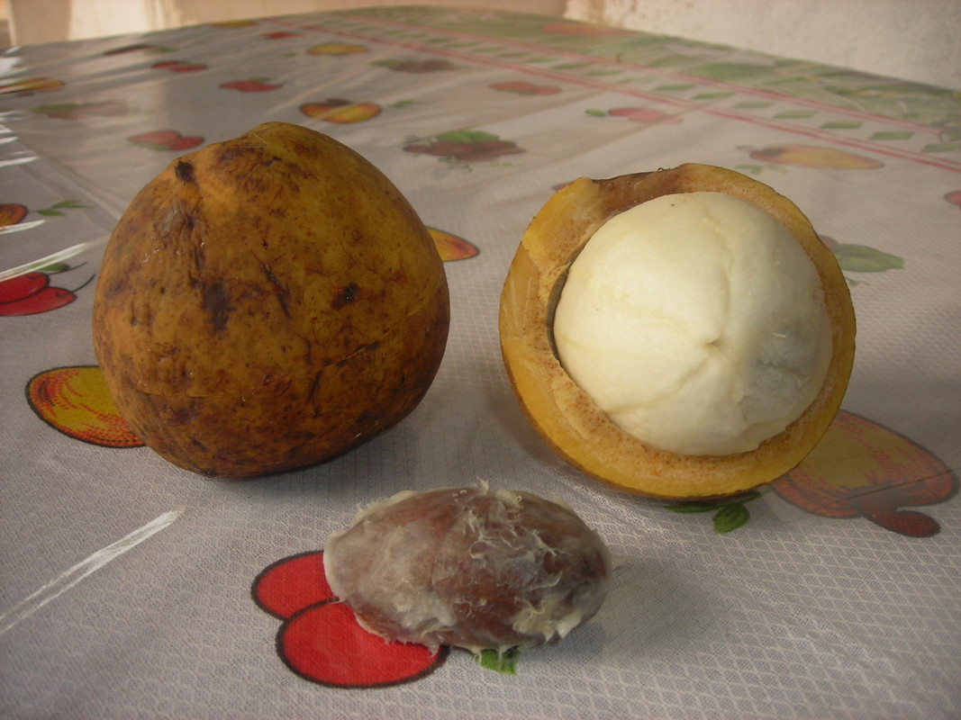 Bacuri_Platonia_insignis_3