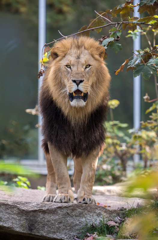 lion-by-fotostyle-schindler-dak2mru-fullview.jpg