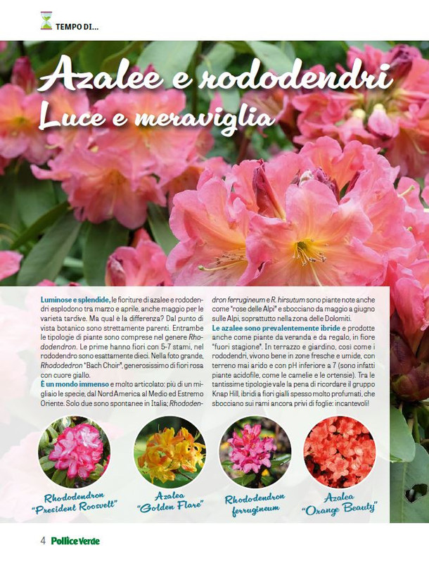 Pol Ver Apr 2026 (1)