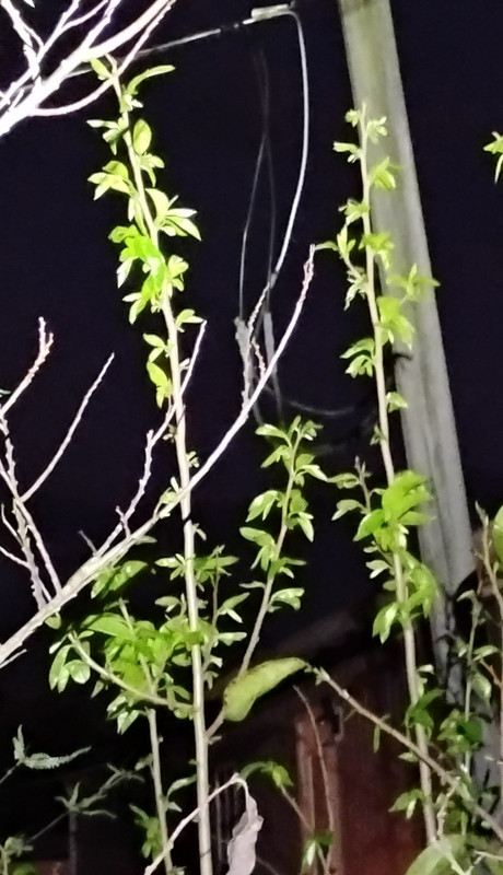 IMG 20260314 201238844 2