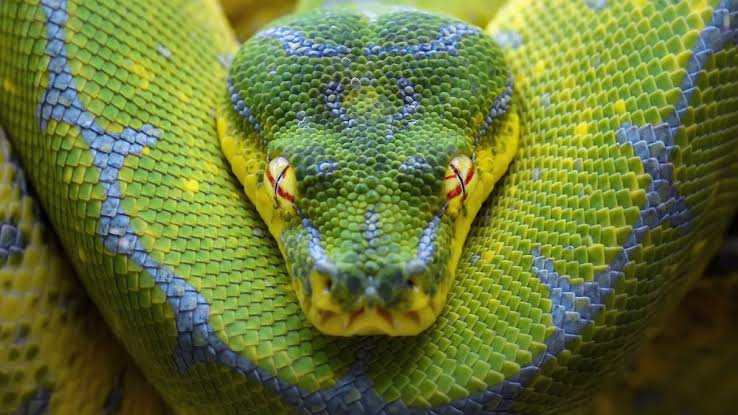 snake in dream meaning