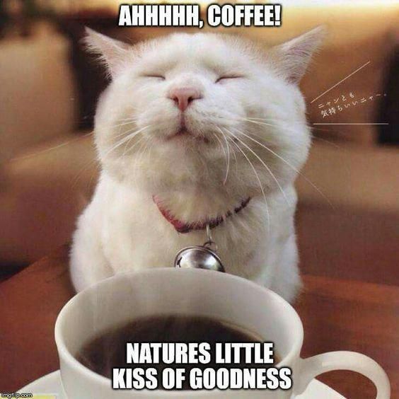 Sweet-kitty-with-coffee.jpg