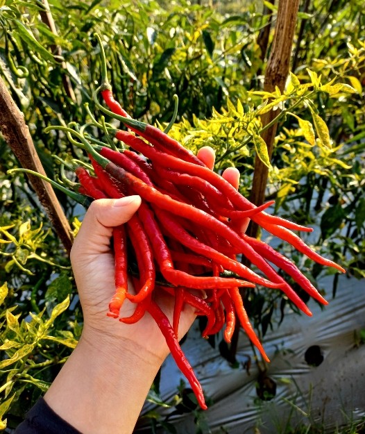 Harvesting chillies: picking green and red ripe chillies from the plant