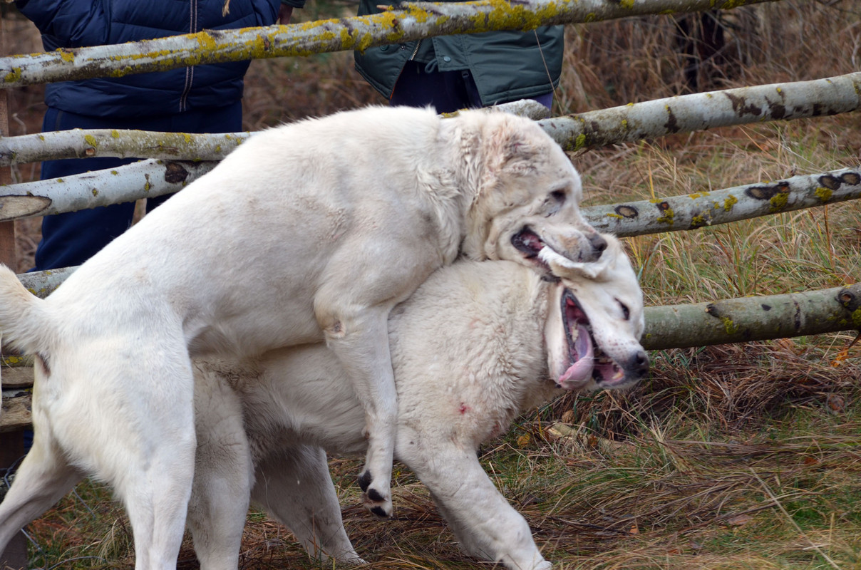 Самурыч-Уран (5)