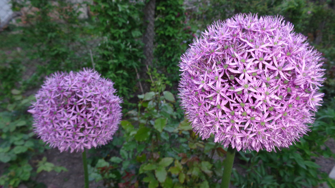 Декоративен лук - Алиум / Allium sp. - Страница 14 - Форум HobbyKafe.com