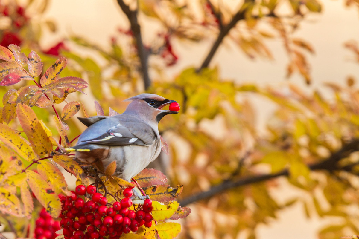 Bird Watching Destinations