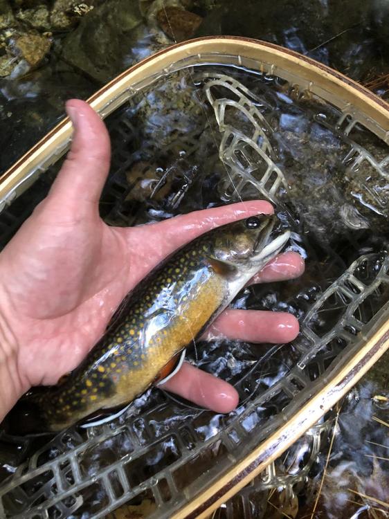 1DEB73BC-102B-43C3-BDF2-96AE4DAC983B