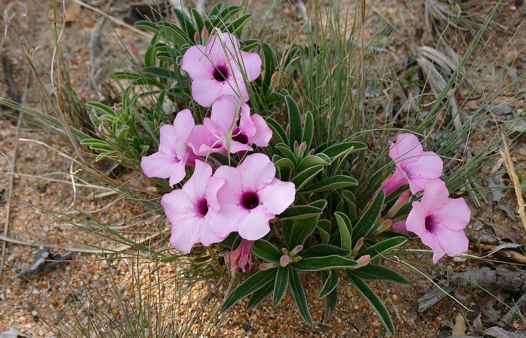 adenium-swazicum-pink-flowers