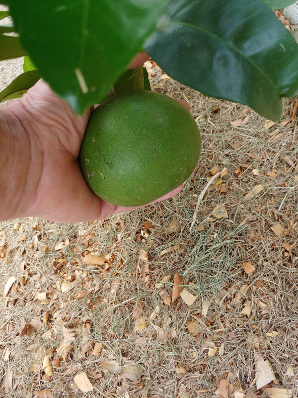 UGA Grand Frost Lemon