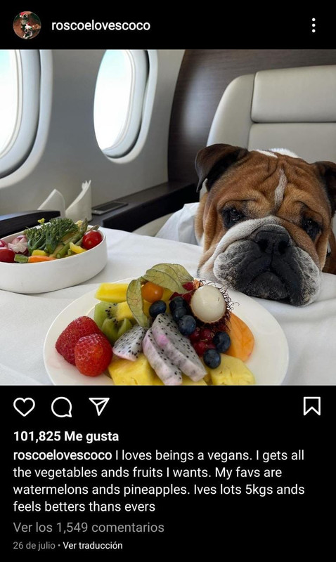 Lewis Hamilton, en problemas legales por convertir a su perro en vegano