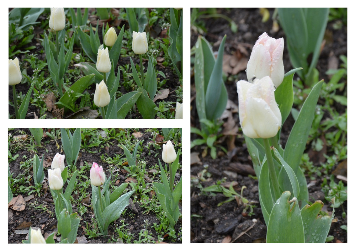 Новый коллаж.jpg 53