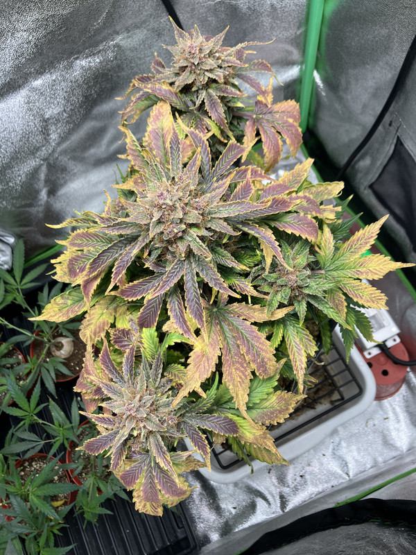 BC95D73C-CAA9-411D-9DB1-E5FD1F62F806