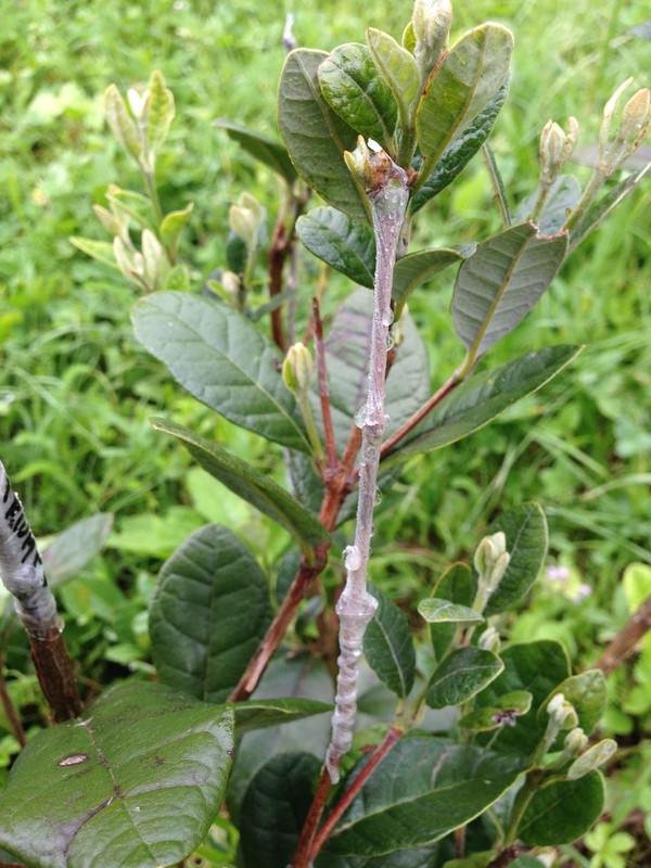 Feijograft3 - 2