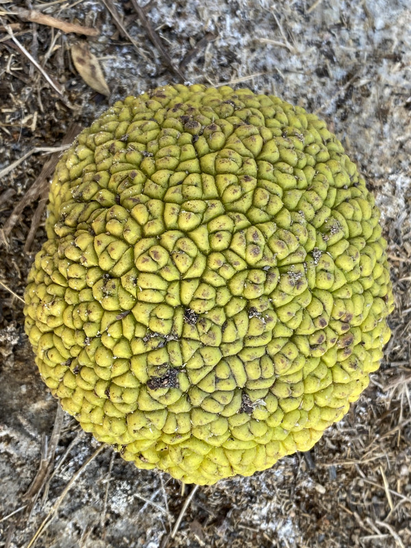 0FA086E1-BD47-4A55-8109-5954CF1BEB59