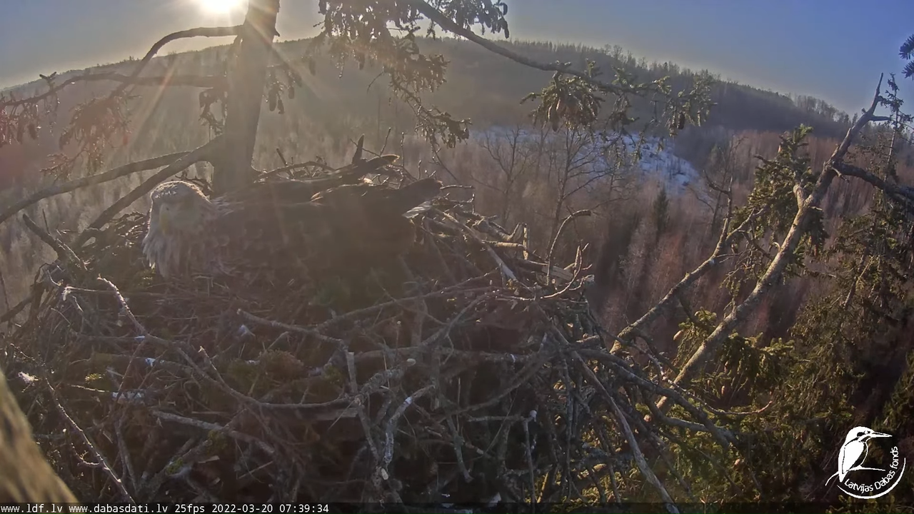 Jūras ērgļi (Haliaeetus albicilla) Durbē - LDF tiešraide __ White-tailed eagles, Durbe, Latvia 13-0-