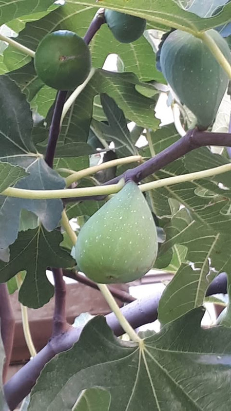 317720701_1221068785112973_7952289238839216245_n