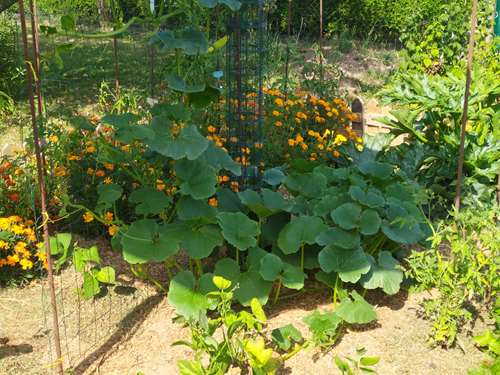 CAMPAGNE - le petit potager du Vexin Normand IMG-20220718-171416