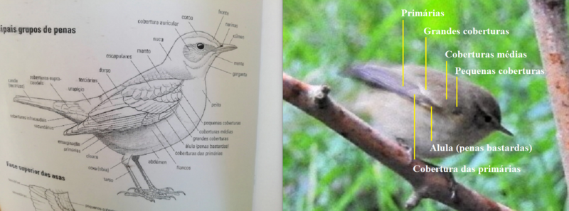 ID Phylloscopus Comparativo-plumagem-1