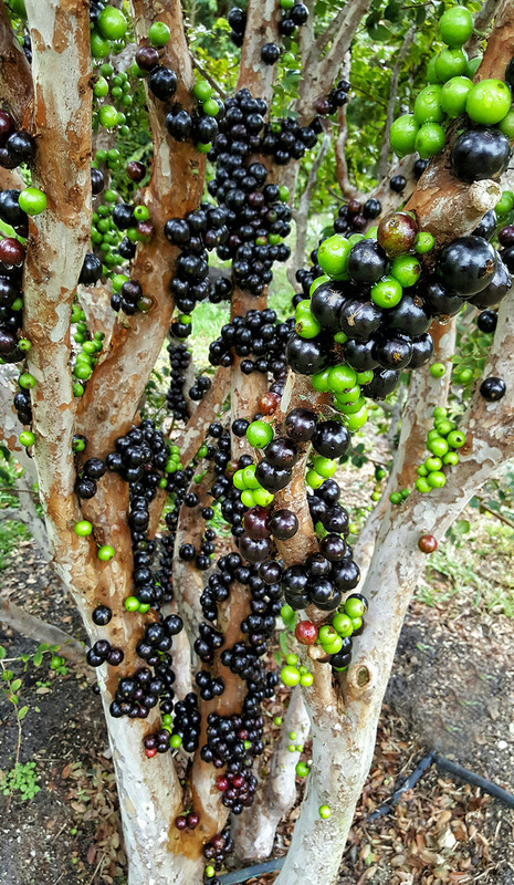 jabo1