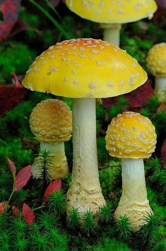 yellowtoadstools.jpg