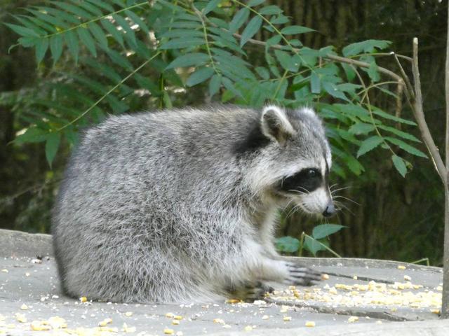 Sucrerie de la Montagne y Parc Omega - DOS SEMANAS EN EL ESTE DE CANADÁ (ONTARIO Y QUÉBEC) (23)