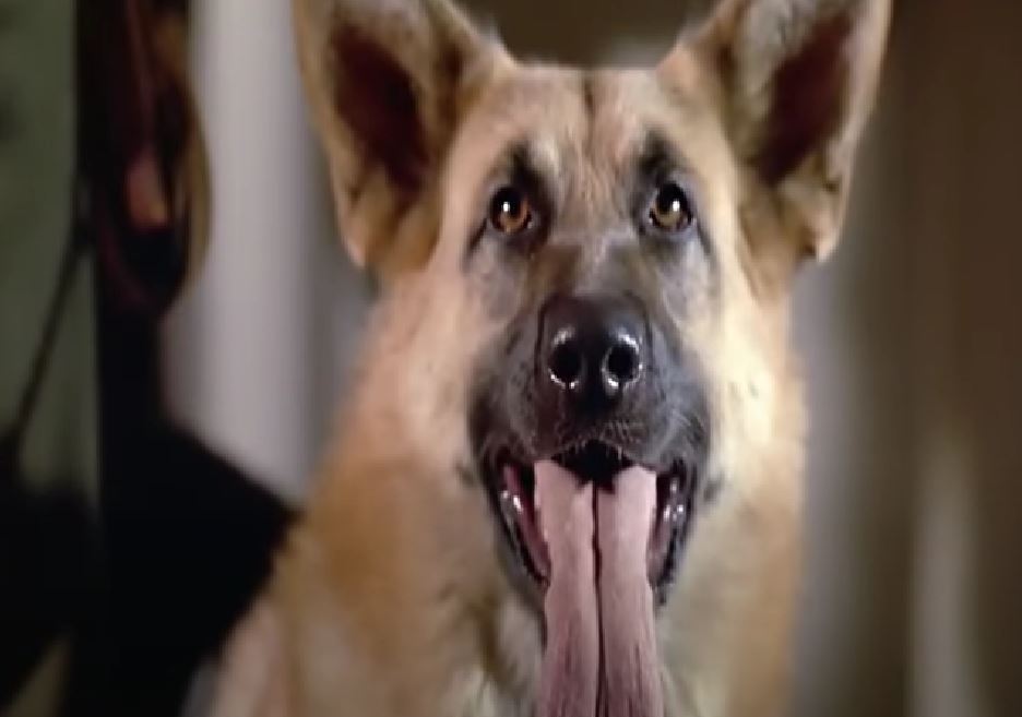 Knipselhond.jpg