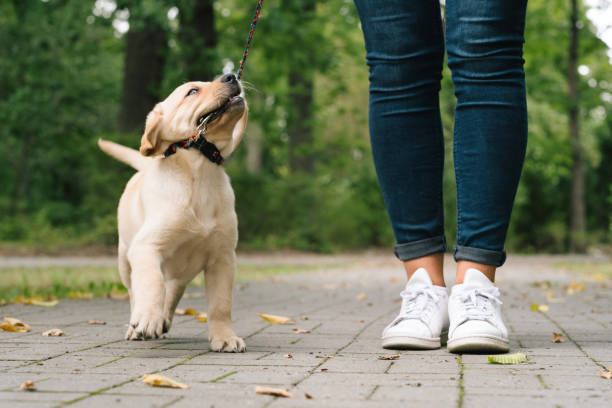 Best Dog Training Near Me