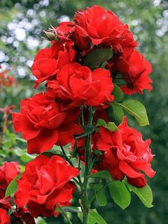 42600305-2242694789299876-5320400161078247424-n