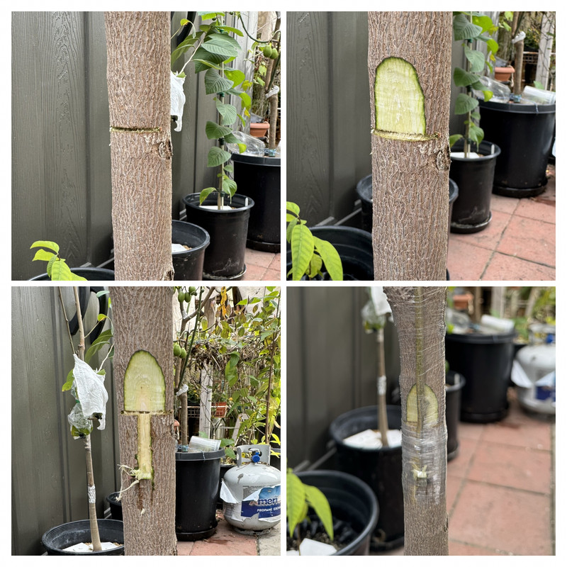 1E346A10-356A-4915-87A9-03C453E25C72-COLLAGE