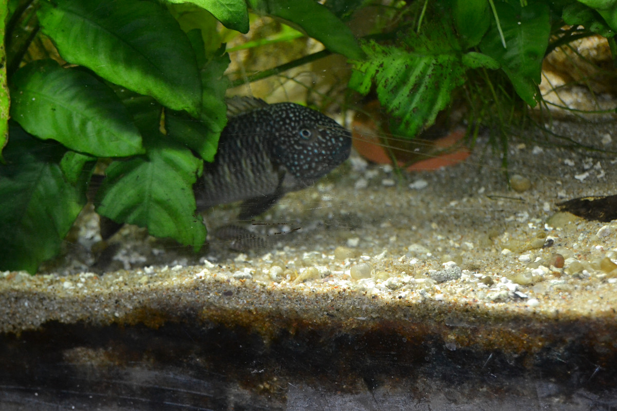 Murago femelle bébés 2